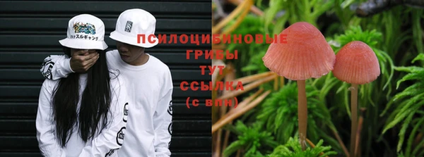 гашик Аркадак